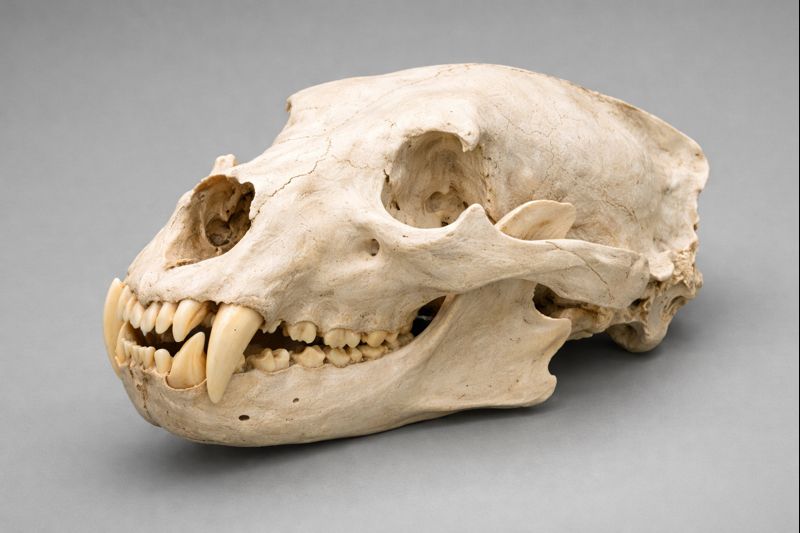 A side profile of a robust brown bear (Ursus arctos) skull, highlighting the massive canine teeth for predation and broad, bunodont molars for grinding vegetation, illustrating the evolutionary compromise of an omnivore.