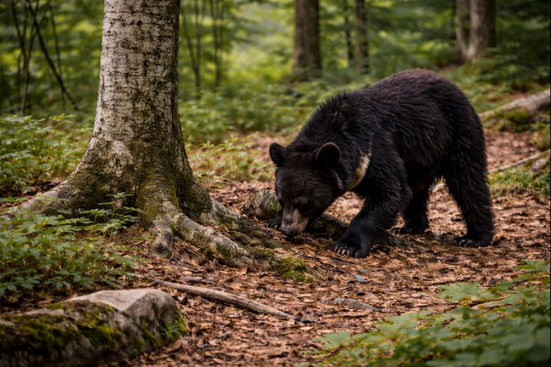 An Asiatic Black Bear (Ursus thibetanus) foraging on the forest floor, clearly displaying the distinctive white crescent mark on its chest and its agile, muscular build.