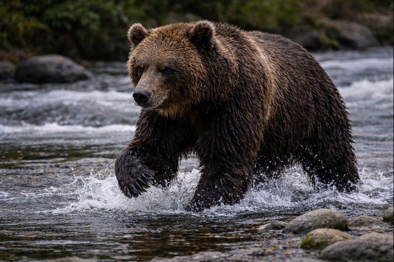 A powerful Brown Bear wading through a fast-moving river, showcasing physical resilience and navigational movement.