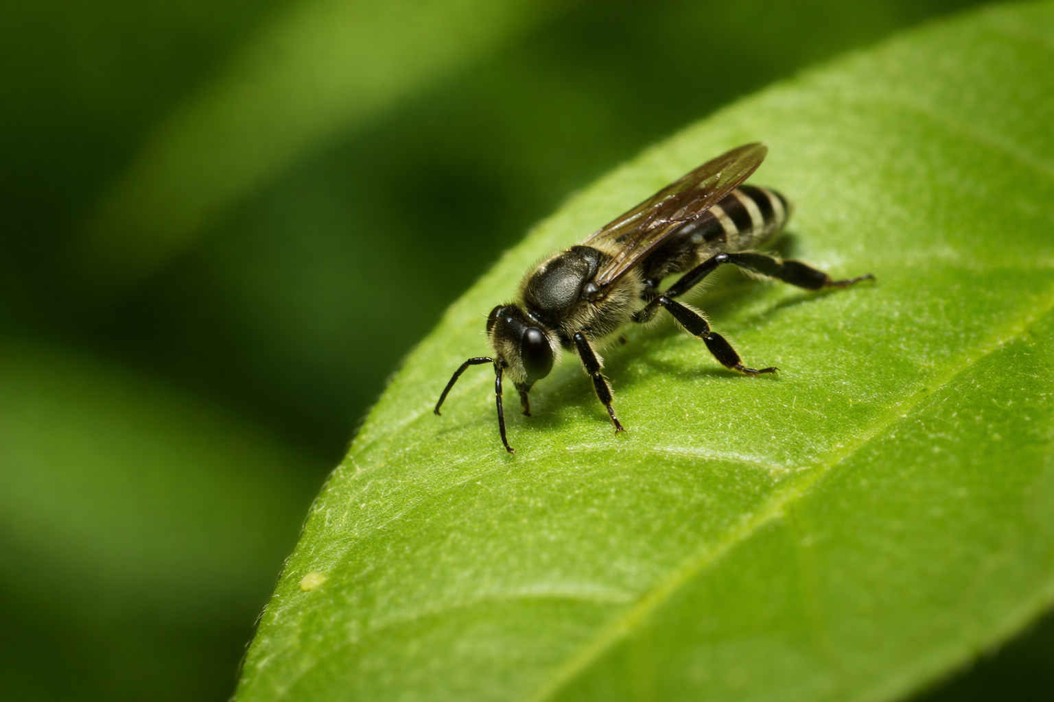 Black dwarf honey bee (Apis andreniformis) resting on a green leaf