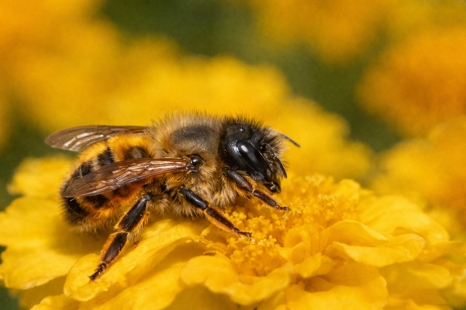 Honey bee collecting pollen on a bright yellow flower