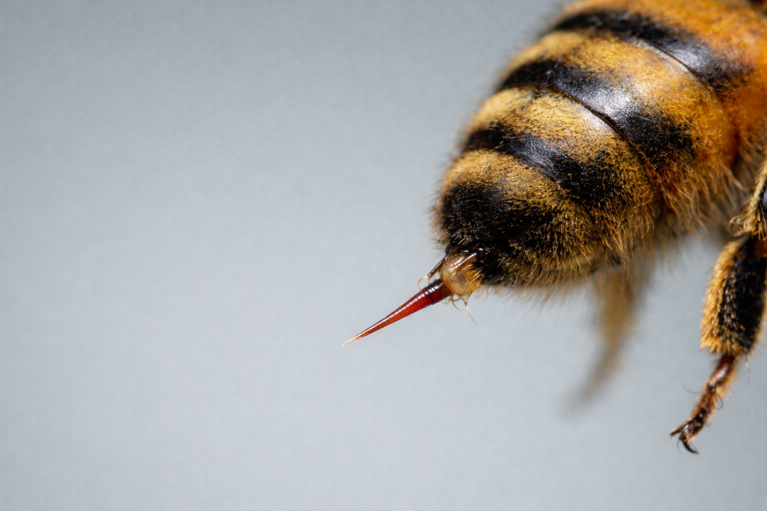 Honey bee stinger close-up showing the barbed venom delivery mechanism