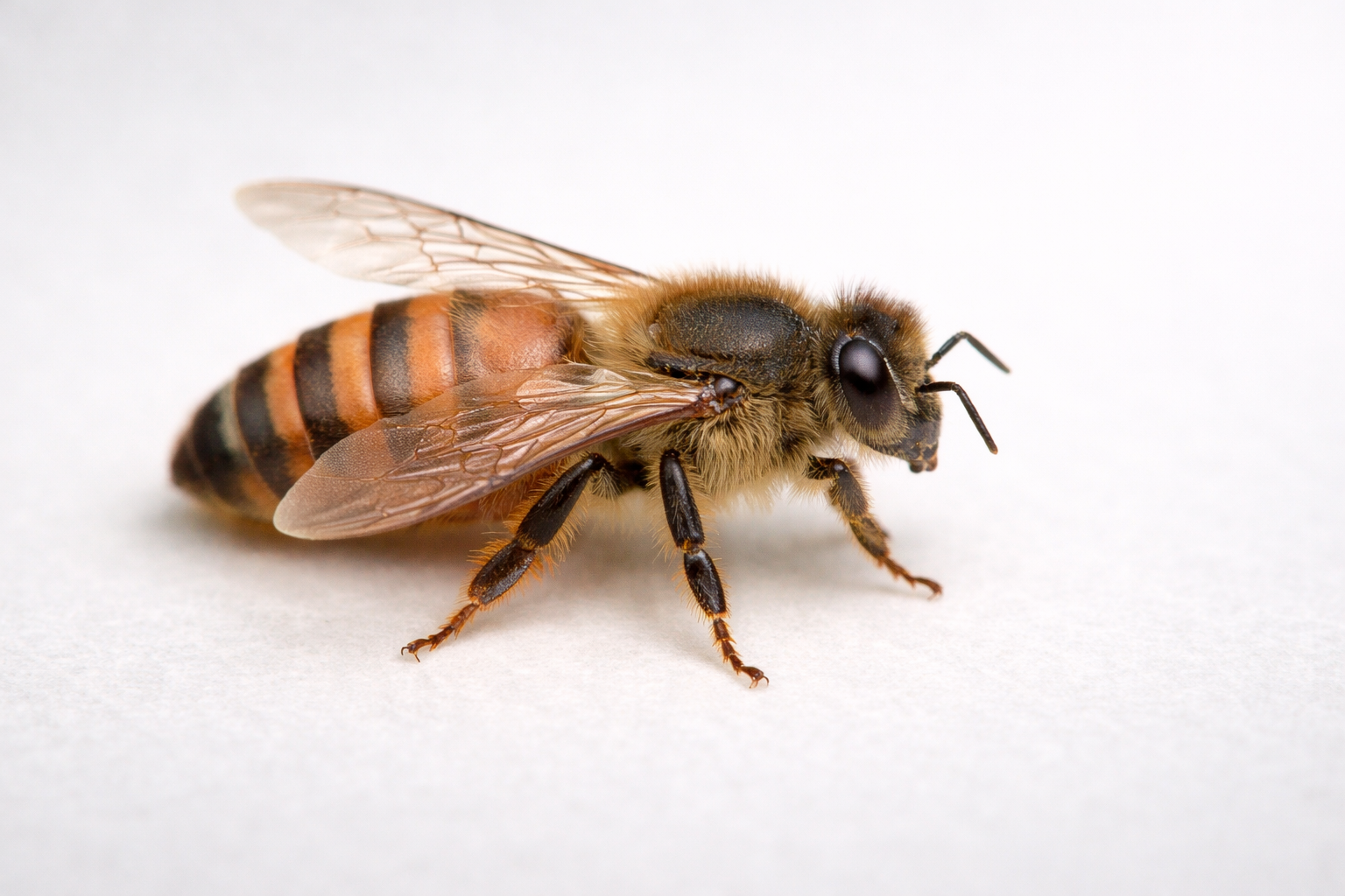 Queen honey bee (Apis mellifera) close-up showing the elongated abdomen and reproductive morphology