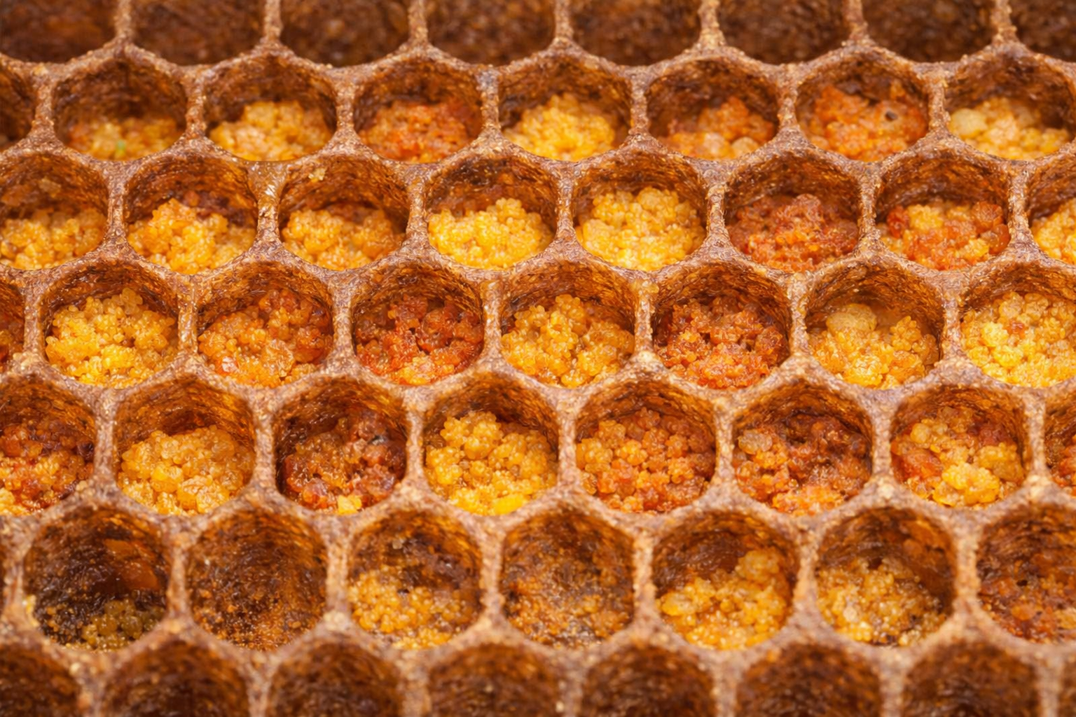 Honeycomb cells filled with fermented pollen (bee bread) viewed from the front